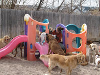 dog-daycare-2