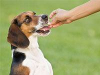 dog getting a treat