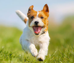 dog running in a field