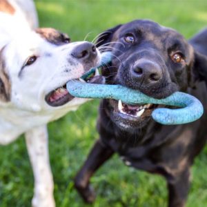 Two dogs sharing a toy