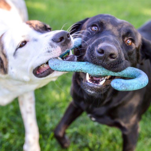 Two dogs sharing a toy