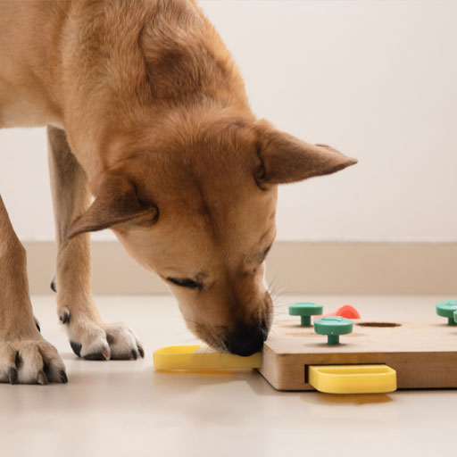 Dog playing with a treat puzzle