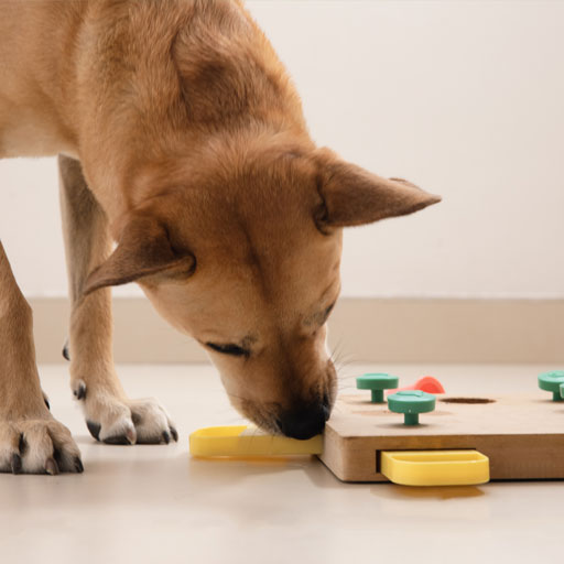 Enrichment Daycare Packages - Rover Retreat