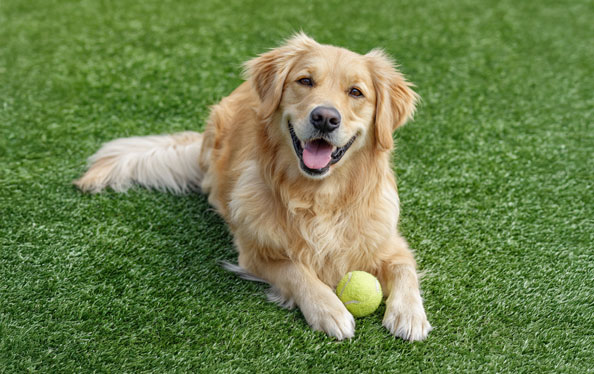 Happy golden retriever with a tennis ball