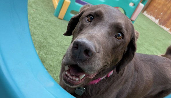 Smiling dog on the playground