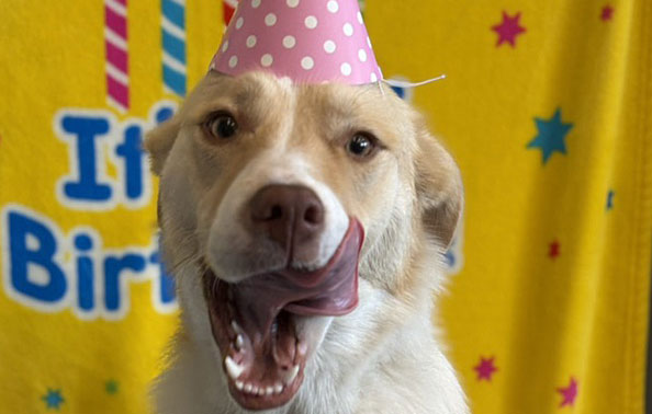 dog birthday party