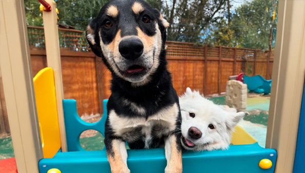 Two silly dogs in daycare