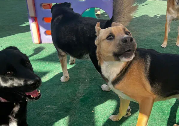 happy dogs playing in daycare