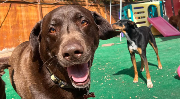 Smiling dogs on the playground at daycare