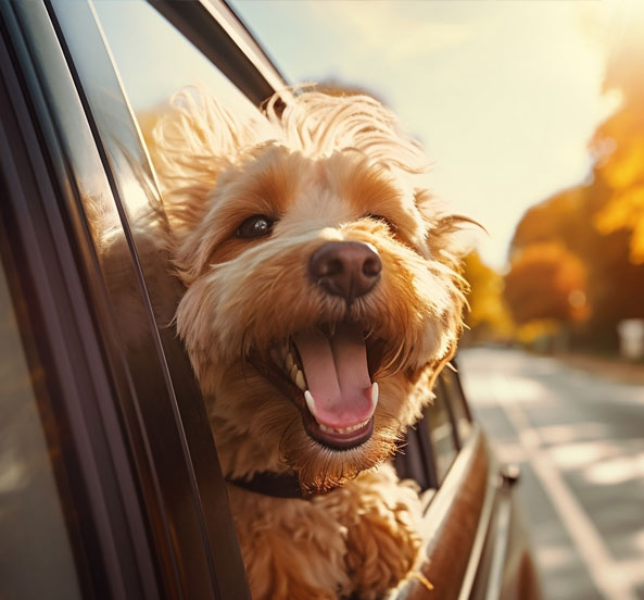 happy dog in a car window