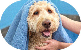 Dog with a towel after grooming