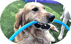 Happy dog with a hula hoop